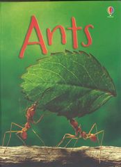 初探自然 1 Ants -- 绘本听读宝在线台词全文