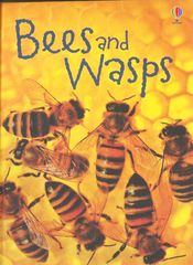 初探自然 2 Bees and Wasps -- 绘本听读宝在线台词全文