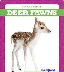 Forest Babies 84 Deer Fawns -- 绘本听读宝在线台词全文