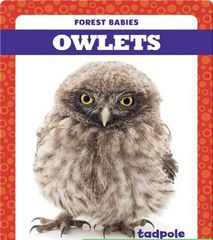 Forest Babies 86 Owlets -- 绘本听读宝在线台词全文