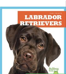 Paw Prints 55 Labrador Retrievers -- 绘本听读宝在线台词全文
