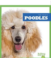 Paw Prints 56 Poodles -- 绘本听读宝在线台词全文