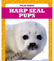 Polar Babies 30 Polar Babies: Harp Seal Pups -- 绘本听读宝在线台词全文