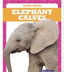 Safari Babies 26 Elephant Calves -- 绘本听读宝在线台词全文