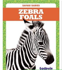 Safari Babies 31 Zebra Foals -- 绘本听读宝在线台词全文