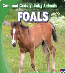 Cute and Cuddly: Baby Animals 5 Cute and Cuddly: Foals -- 绘本听读宝在线台词全文