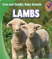Cute and Cuddly: Baby Animals 11 Cute and Cuddly: Lambs -- 绘本听读宝在线台词全文