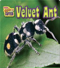 Even Weirder and Cuter 13 Velvet Ant -- 绘本听读宝在线台词全文