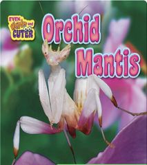 Even Weirder and Cuter 14 Orchid Mantis -- 绘本听读宝在线台词全文