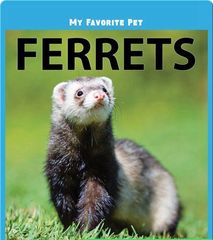My Favorite Pets 5 My Favorite Pet: Ferrets -- 绘本听读宝在线台词全文