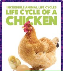 Incredible Animal Life Cycles 36 Life Cycle of a Chicken -- 绘本听读宝在线台词全文