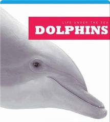 Life Under The Sea 15 Dolphins -- 绘本听读宝在线台词全文
