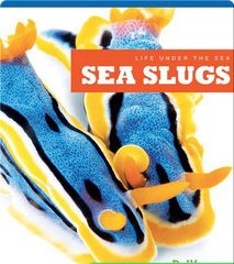 Life Under The Sea 56 Life Under The Sea_ Sea Slugs -- 绘本听读宝在线台词全文