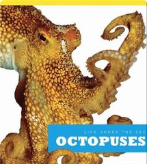 Life Under The Sea 78 Octopuses -- 绘本听读宝在线台词全文