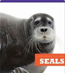 Life Under The Sea 79 Seals -- 绘本听读宝在线台词全文