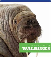 Life Under The Sea 81 Walruses -- 绘本听读宝在线台词全文