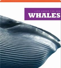 Life Under The Sea 16 Whales -- 绘本听读宝在线台词全文