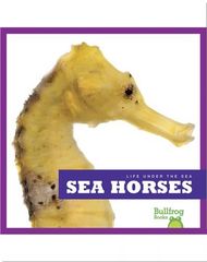 Life Under The Sea 40 Life Under The Sea_ Sea Horses -- 绘本听读宝在线台词全文