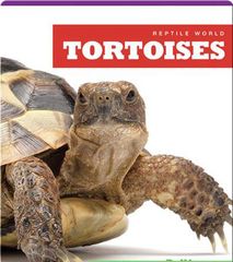 Reptile World 55 Reptile World_ Tortoises -- 绘本听读宝在线台词全文