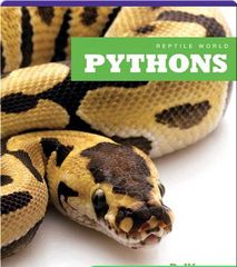 Reptile World 89 Reptile World_ Pythons -- 绘本听读宝在线台词全文