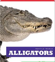 Reptile World 48 Reptile World_ Alligators -- 绘本听读宝在线台词全文