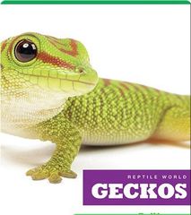 Reptile World 50 Reptile World_ Geckos -- 绘本听读宝在线台词全文