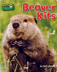 Wild Baby Animals Beaver Kits -- 绘本听读宝在线台词全文