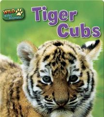Wild Baby Animals 30 Tiger Cubs -- 绘本听读宝在线台词全文