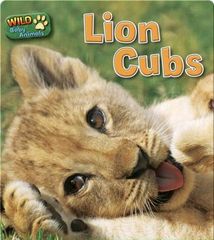 Wild Baby Animals 32 Lion Cubs -- 绘本听读宝在线台词全文