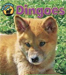 Wild Canine Pups 26 Dingoes -- 绘本听读宝在线台词全文