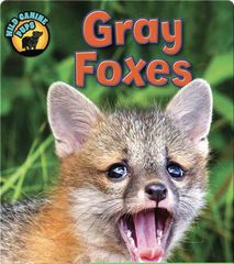 Wild Canine Pups 27 Gray Foxes -- 绘本听读宝在线台词全文