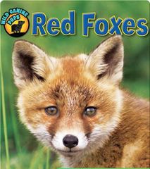 Wild Canine Pups 61 Red Foxes (Wild Canine Pups) -- 绘本听读宝在线台词全文