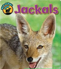 Wild Canine Pups 62 Jackals (Wild Canine Pups) -- 绘本听读宝在线台词全文