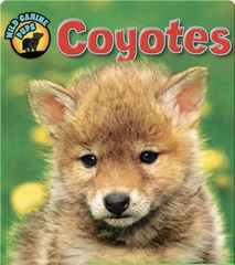 Wild Canine Pups 64 Coyotes (Wild Canine Pups) -- 绘本听读宝在线台词全文
