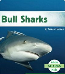 Sharks 34 Bull Sharks -- 绘本听读宝在线台词全文