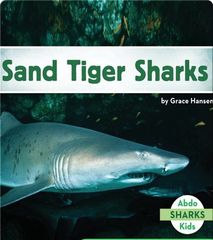 Sharks 36 Sand Tiger Sharks -- 绘本听读宝在线台词全文