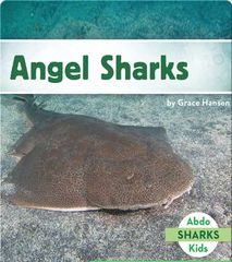 Sharks 31 Angel Sharks -- 绘本听读宝在线台词全文
