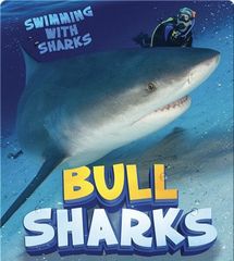 Swimming with Sharks 41 Bull Sharks -- 绘本听读宝在线台词全文
