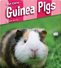 Pet Care 59 Pet Care: Guinea Pigs -- 绘本听读宝在线台词全文