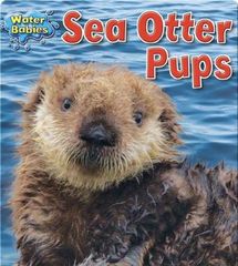 Water Babies 16 Sea Otter Pups -- 绘本听读宝在线台词全文