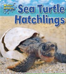 Water Babies 75 Sea Turtle Hatchlings -- 绘本听读宝在线台词全文