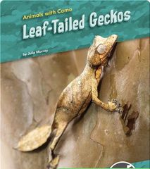 Animals with Camo 39 Animals With Camo: Leaf-Tailed Geckos -- 绘本听读宝在线台词全文