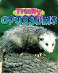 Gross-out Defenses Tricky Opossums -- 绘本听读宝在线台词全文
