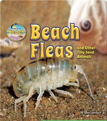 Animal Life on the Shore 5 Beach Fleas and Other Tiny Sand Animals -- 绘本听读宝在线台词全文