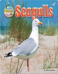 Animal Life on the Shore Seagulls -- 绘本听读宝在线台词全文