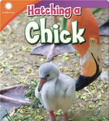Smithsonian Readers 36 Smithsonian Readers: Hatching a Chick -- 绘本听读宝在线台词全文