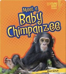 Baby African Animals 38 Meet a Baby Chimpanzee -- 绘本听读宝在线台词全文