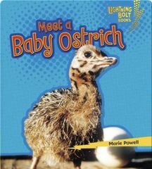 Baby African Animals 54 Meet a Baby Ostrich -- 绘本听读宝在线台词全文
