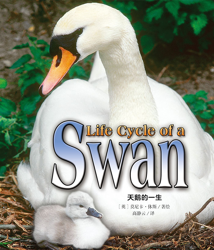 培生启明星L7 Life Cycle of a Swan -- 绘本听读宝在线台词全文