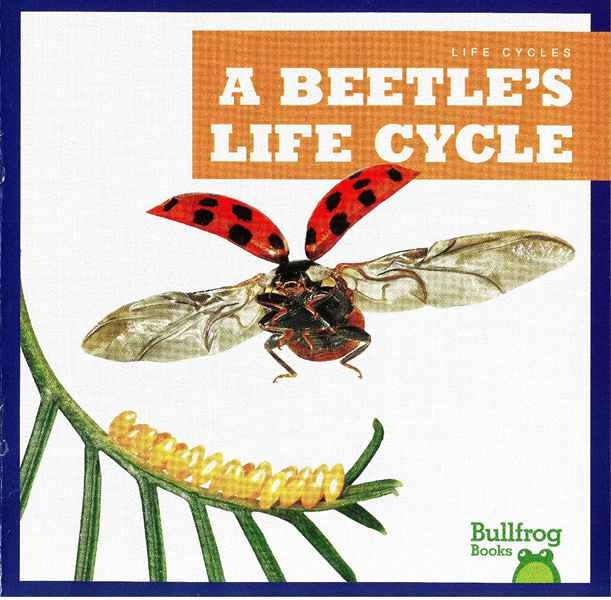 牛蛙 A 22 A Beetle's Life Cycle -- 绘本听读宝在线台词全文